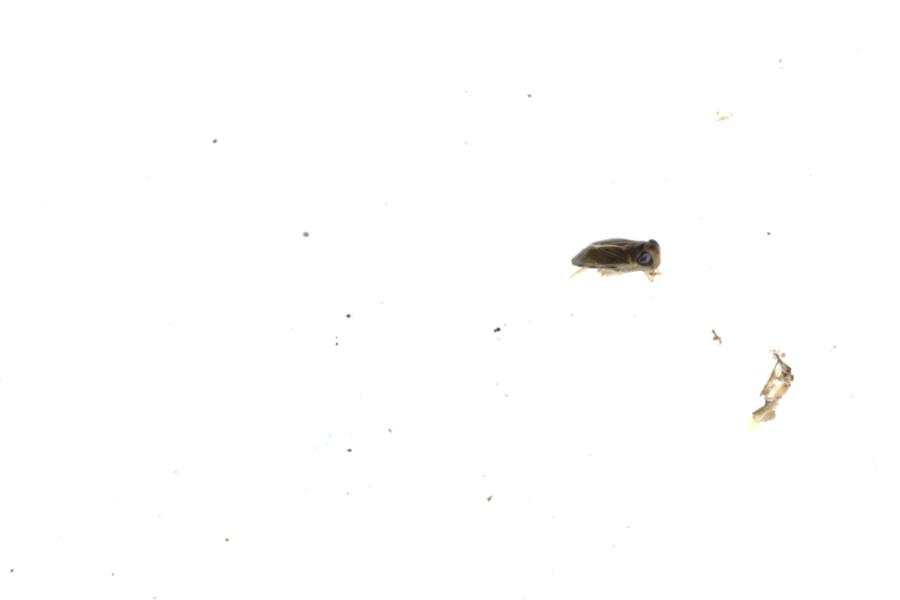 Image 40